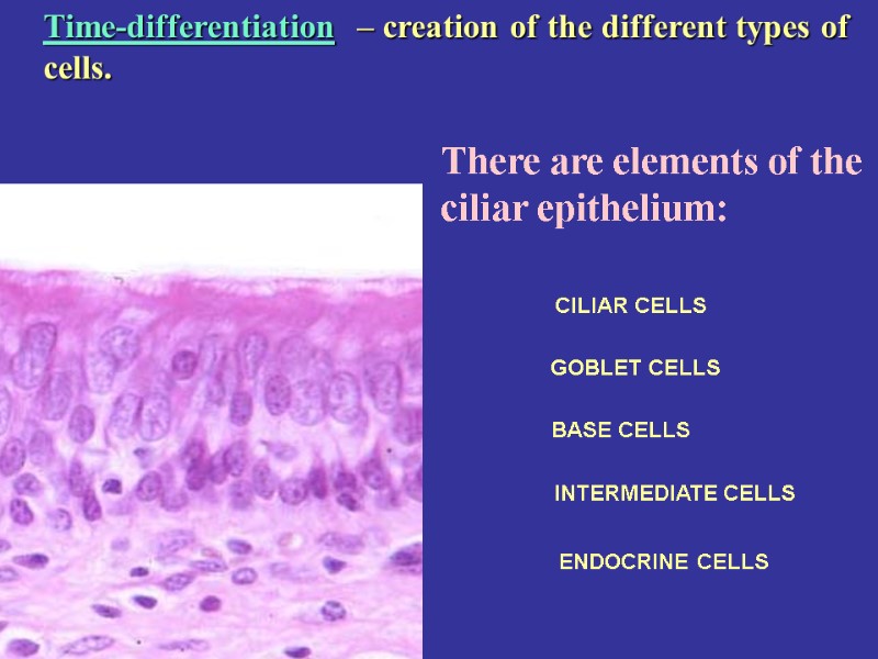 There are elements of the ciliar epithelium: CILIAR CELLS GOBLET CELLS BASE CELLS INTERMEDIATE